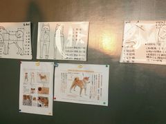 -柴犬高等学院·狗咖·柴犬售卖·宠物训练