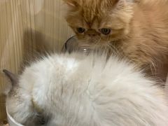 -屋虎猫馆(宝安大仟里店)