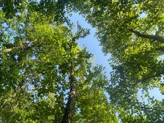 -帽儿山国家森林公园