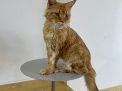 -Heymao猫咖.咖啡厅(东门店)