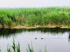 -野鸭湖国家湿地公园