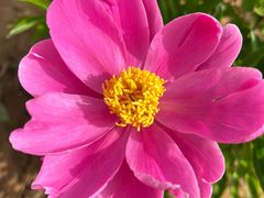 -洛阳郁金香牡丹园