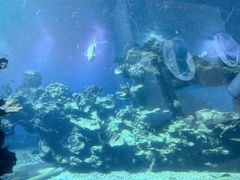-海棠湾洲际-涛·海底餐厅·美人鱼·自助餐·海底隧道