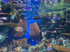 -上海海洋水族馆