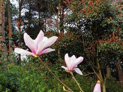 -铁山坪森林公园