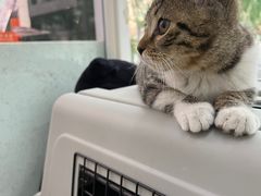 -纳吉亚猫专科动物医院·北北分院