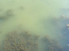 -白鹭湾湿地公园