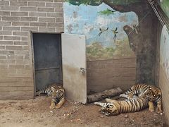 -西霞口神雕山野生动物世界