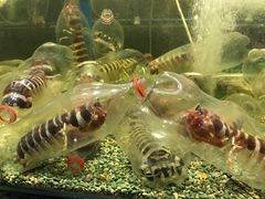 -Isla Sugbu Seafood City