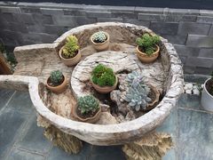 -柴务处·柴犬主题狗咖