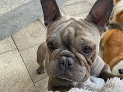 -柯斗斗主题餐厅·狗咖·围炉煮茶·茶饮(国瑞升平里店)