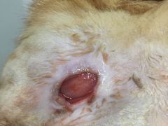 -瑞派动物医院·猫专科·至诚(江南中分院)