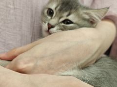 -瑞派康怡24h宠物医院·犬猫医疗中心·微创绝育(瑞景分院)