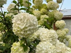 -Jo's Garden