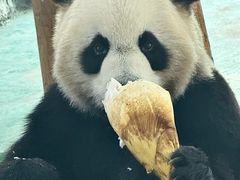 -五龙山野生动物王国