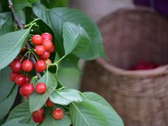 -樱桃山旅游景区