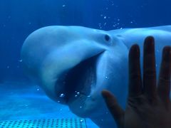 -多彩贵州城极地海洋世界