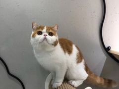 -飞行喵MR PILOT|猫舍·猫咖(静安大融城店)