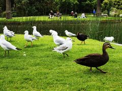 -墨尔本皇家植物园