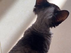 -团子家猫咪猫咖馆·柯基·柯尔鸭