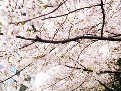 -玛格萝妮比萨屋(四平店)