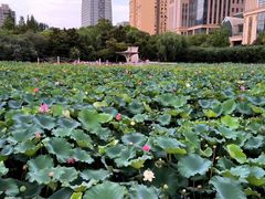 -黄兴公园