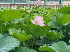 -莲花池公园