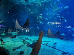 -烟台海昌鲸鲨海洋公园