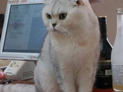 -有猫主题·治愈系猫咖(曾厝垵店)