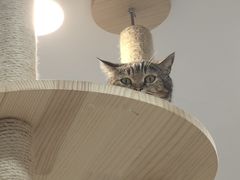 -喵园·猫主题咖啡厅·撸猫·猫咖(国贸店)