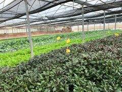 -上海多利农业发展有限公司