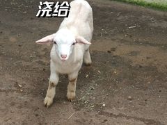 -广东茂名森林公园