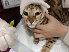 -纳吉亚猫专科动物医院·北北分院