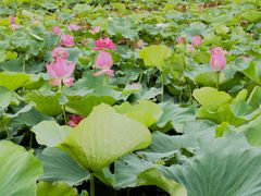 -荷塘月色湿地公园·向阳花洲