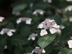 -青果巷历史文化街区