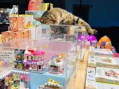 -猫的天空之城概念书店(杭州南宋御街店)