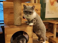 -more than meow吴止猫主题餐厅(承德 中船汇店)