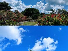 -西双版纳原始森林公园