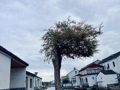-莲花岛景区