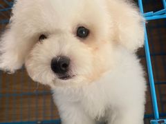 -翊宠yipet猫狗购宠庄园犬舍•猫舍