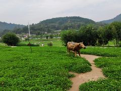 -南泥湾风景区