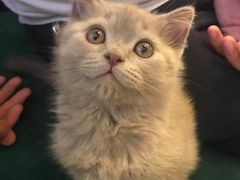 -猫大福·Fortune Cat猫舍(百子湾店)