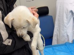 -喜多萌中农锦绣动物医院24H·猫科·牙科MRI·CT