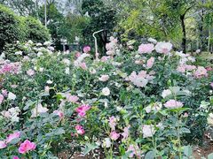 -人民公园(罗湖区)