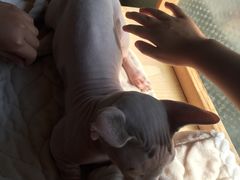 -猫小院猫主题咖啡厅(北锣店)