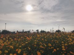 -荷兰花海