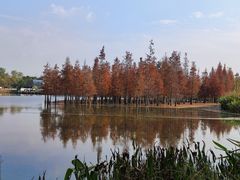 -白鹭湾湿地公园