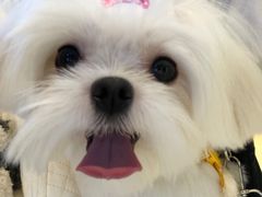 -momokira米努特·德文卷毛猫·棉花面纱犬