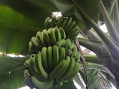 -呀路古热带植物园