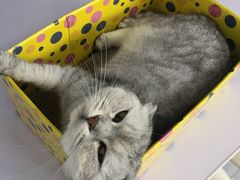 -喵的天空名猫咖啡馆·撸猫·猫舍·用品